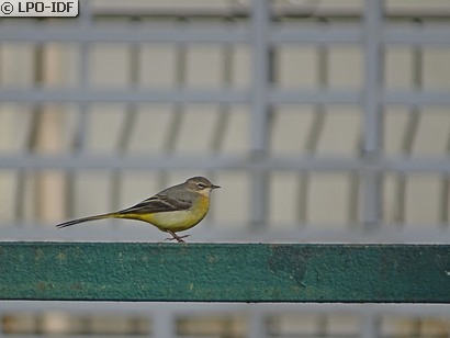 Bergeronnette des ruisseaux
