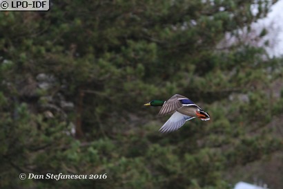 Canard colvert