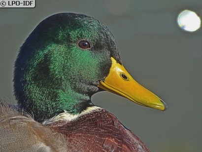Canard colvert