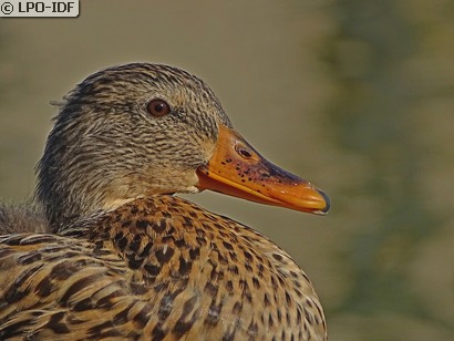 Canard colvert
