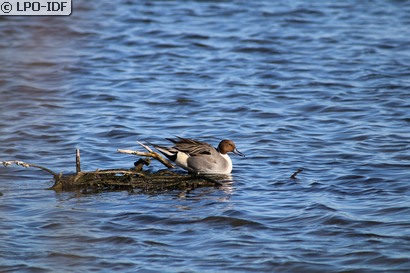 Canard pilet