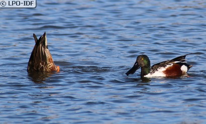 Canard souchet