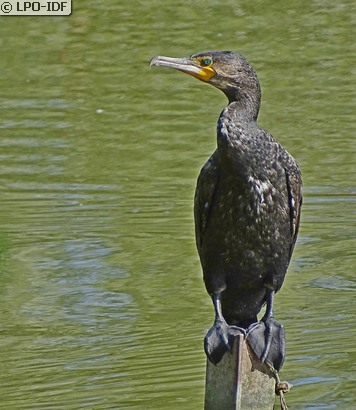Grand Cormoran