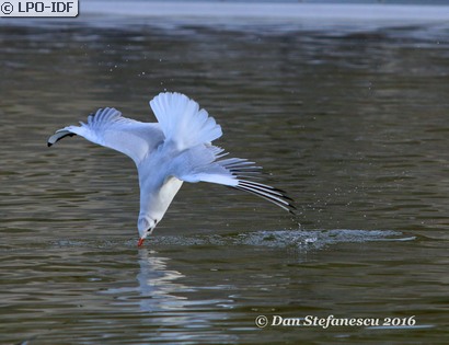 Mouette rieuse