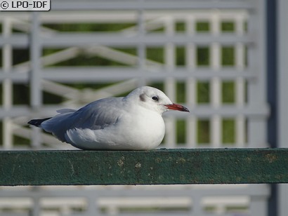 Mouette rieuse