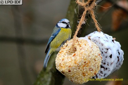 Mésange bleue