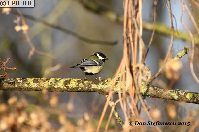 Mésange charbonnière