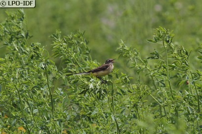 Bergeronnette printanière