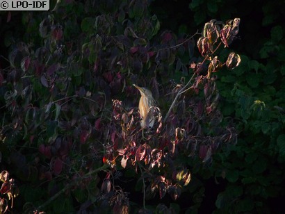 Blongios nain