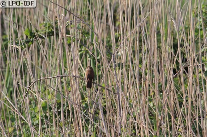 Bouscarle de Cetti