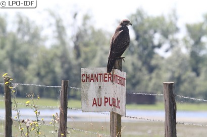 Buse variable