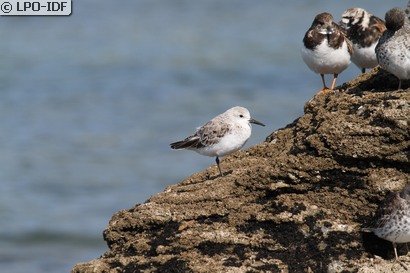 Bécasseau sanderling