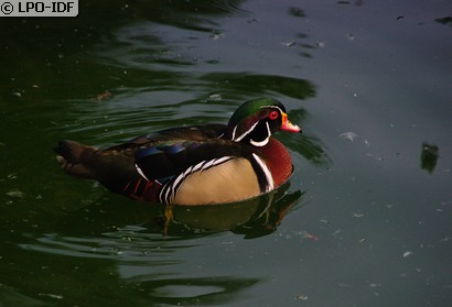 Canard carolin