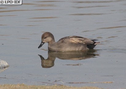 Canard chipeau