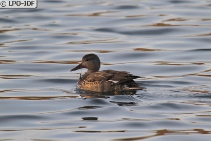 Canard chipeau