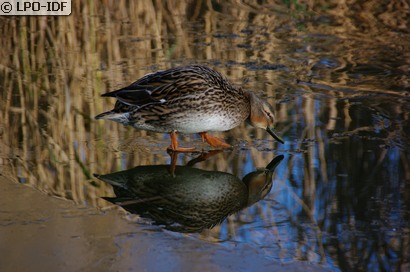 Canard colvert