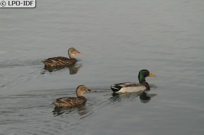 Canard colvert