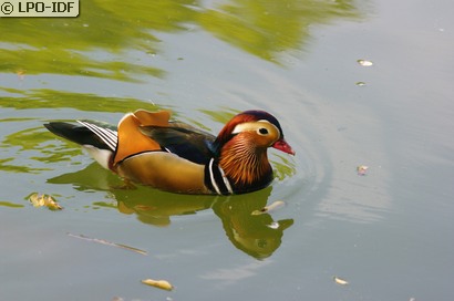 Canard mandarin