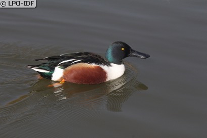Canard souchet
