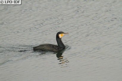 Grand Cormoran