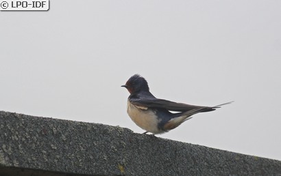 Hirondelle rustique