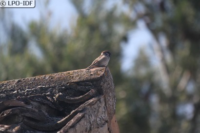 Moineau friquet