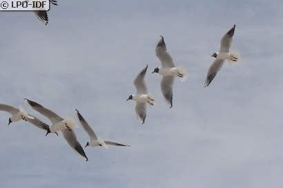 Mouette rieuse