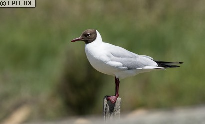 Mouette rieuse