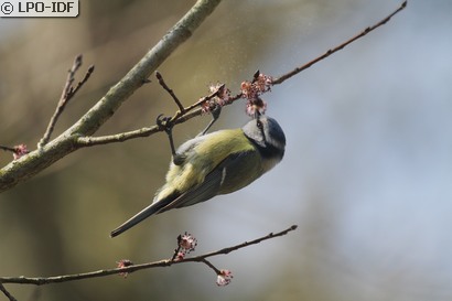 Mésange bleue