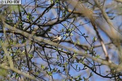Mésange boréale