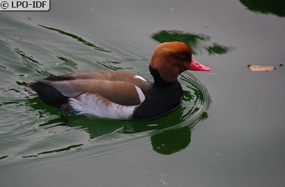 Nette rousse