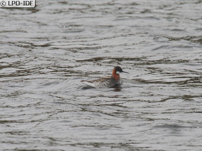 Phalarope à bec étroit
