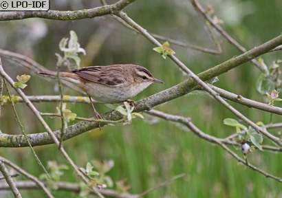 Phragmite des joncs