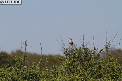 Phragmite des joncs