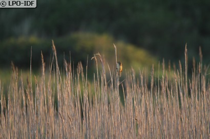Phragmite des joncs