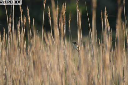 Phragmite des joncs