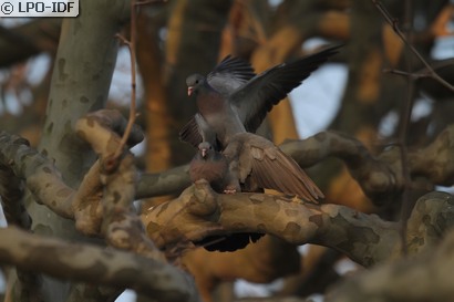 Pigeon colombin