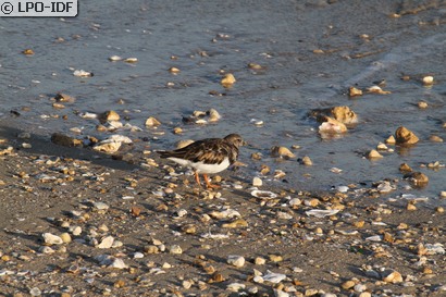 Tournepierre à collier