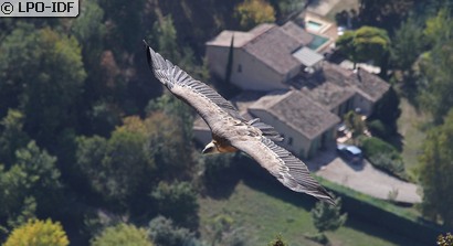 Vautour fauve
