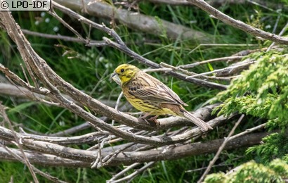 Bruant jaune