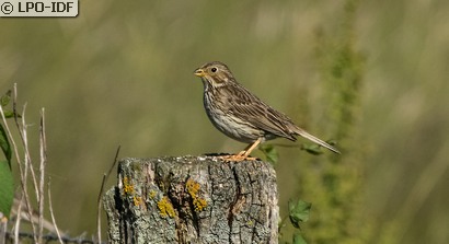 Bruant proyer