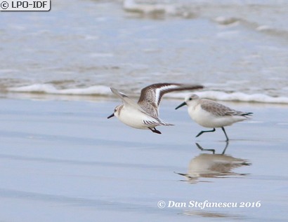 Bécasseau sanderling