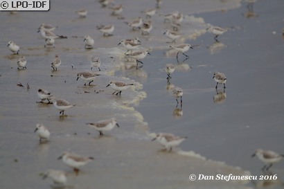 Bécasseau sanderling