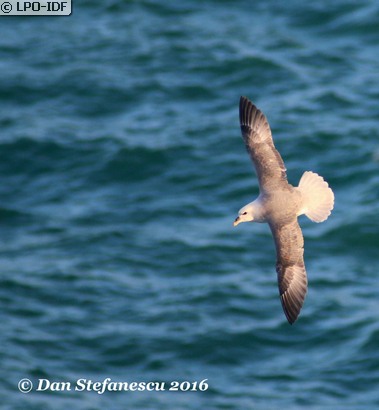 Fulmar boréal