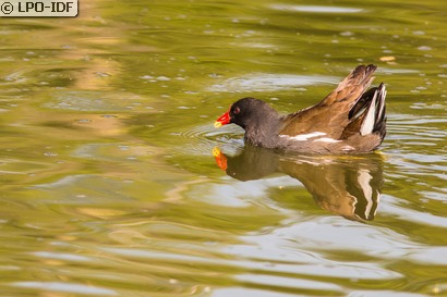 Gallinule poule-d'eau