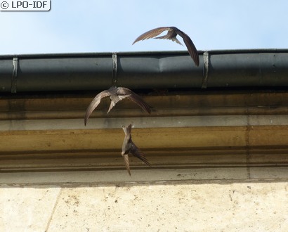 Martinet noir