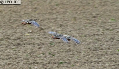 Perdrix grise