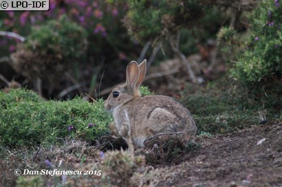 Lapin de garenne