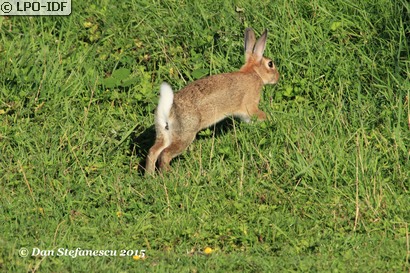 Lapin de garenne