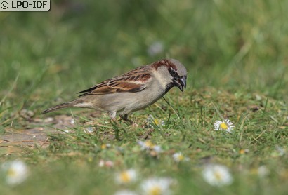 Moineau domestique